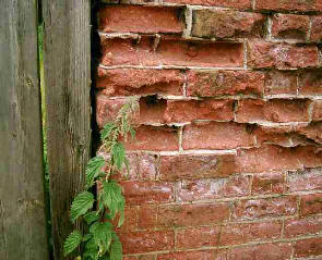Stinging nettle set against badly eroded bricks