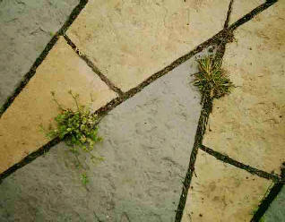 Between cracks in paving are weeds growing